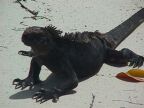 506 Black Iguana.JPG (71 KB)